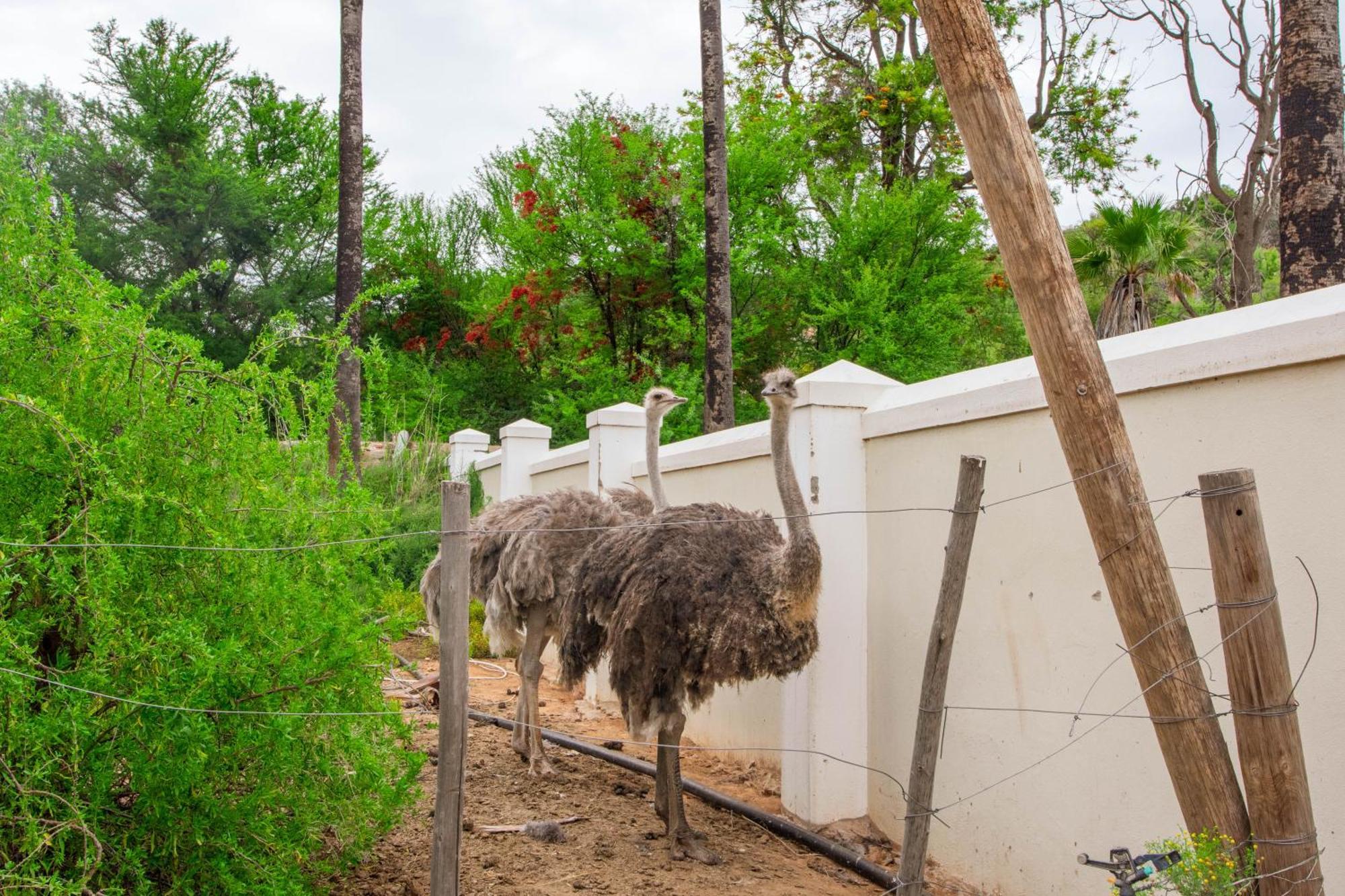 Bakenskraal Ostrich Palace Oudtshoorn Exterior photo